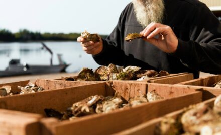 Man inspecting oysters by the water